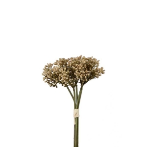 Sedum, Bunt