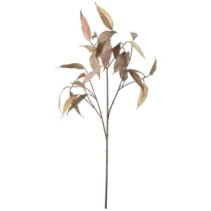 Eucalyptus, 90 cm