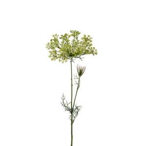 Allium