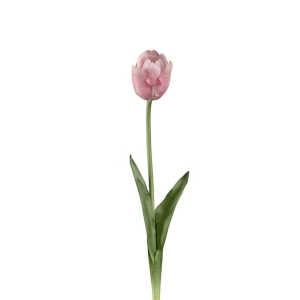 Tulipan, Rosa