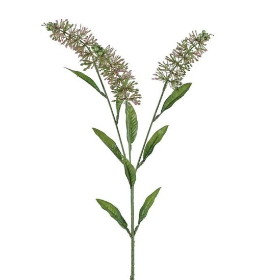 Astilbe