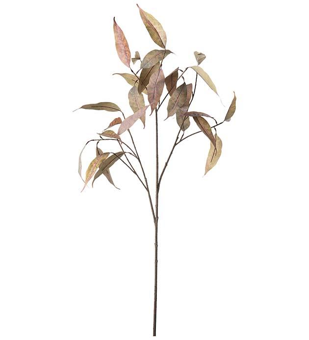 Eucalyptus, 90 cm