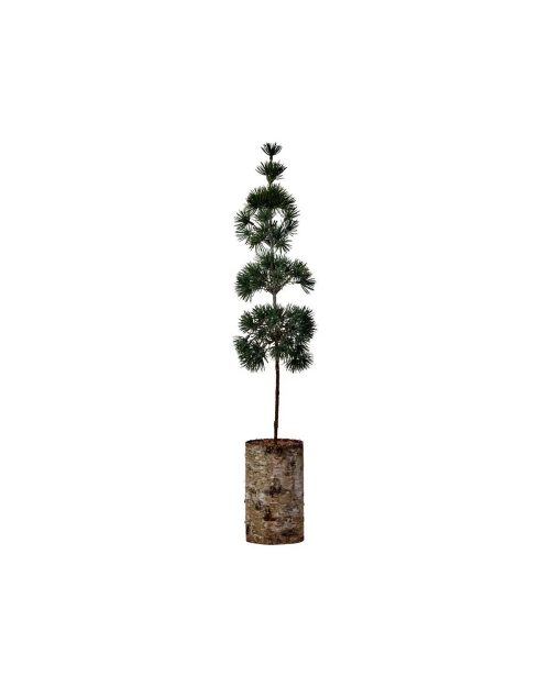 Juletre, Pine, 60cm