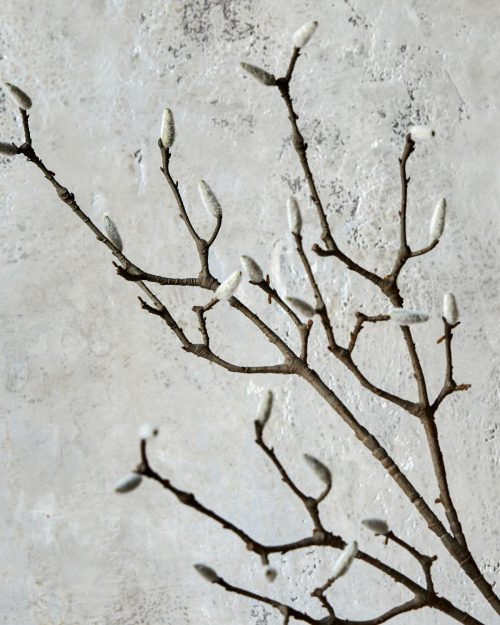 Magnoliagren