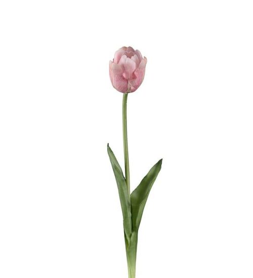 Tulipan, Rosa