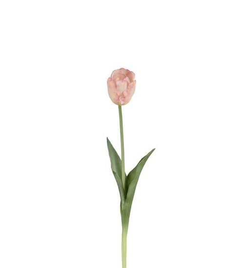 Tulipan, Persika