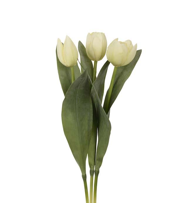 Tulipan, Hvit